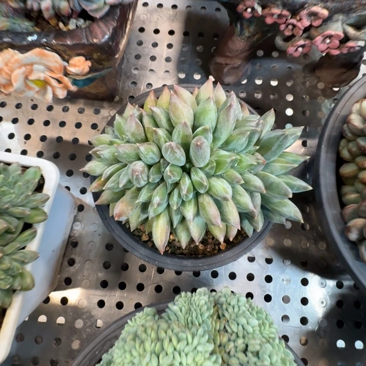 重楼缀化带龙头多少