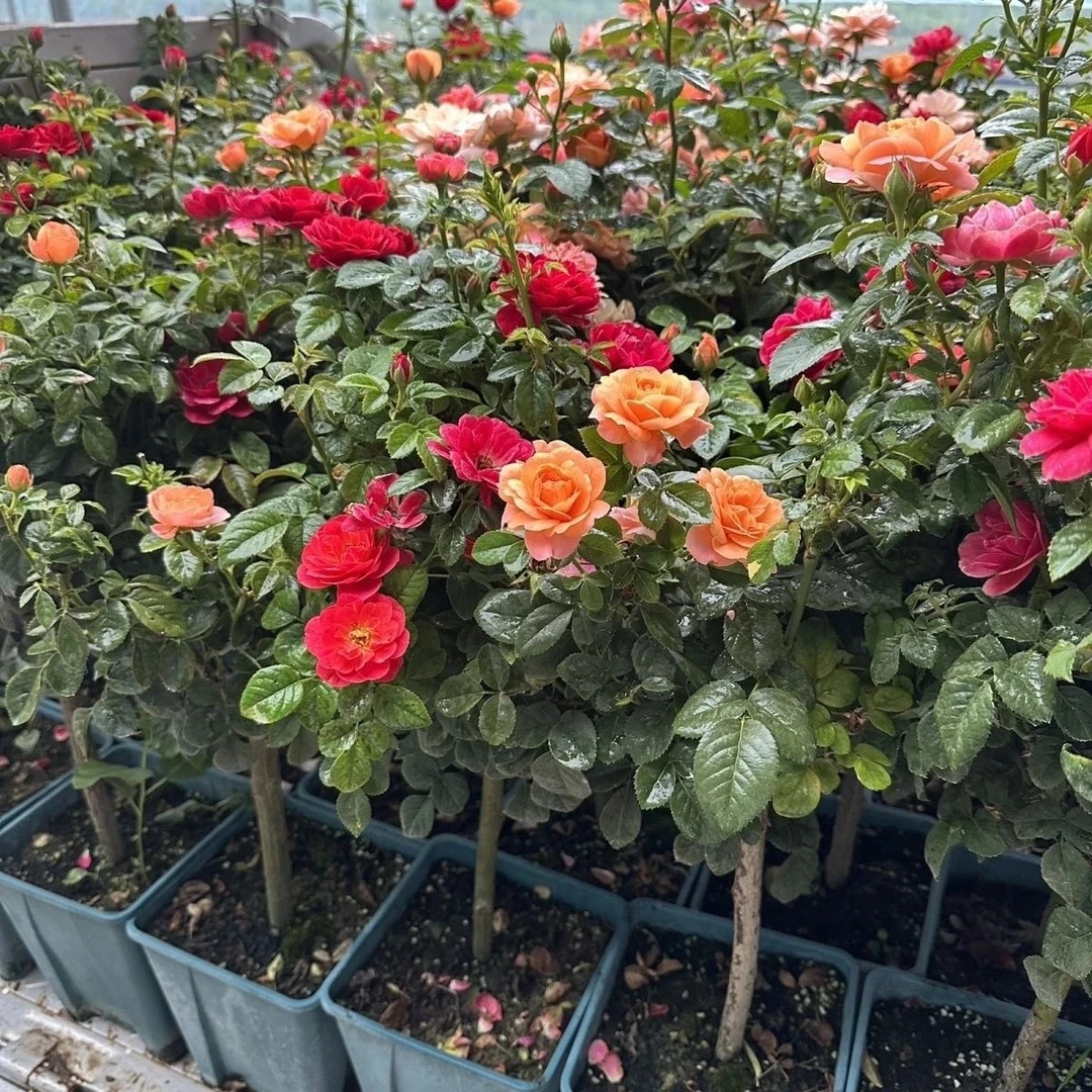 【清货   一物一拍】棒棒糖月季花月季树庭院阳台