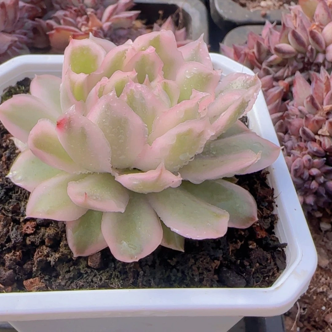 【闪购商品】紫蝴蝶锦