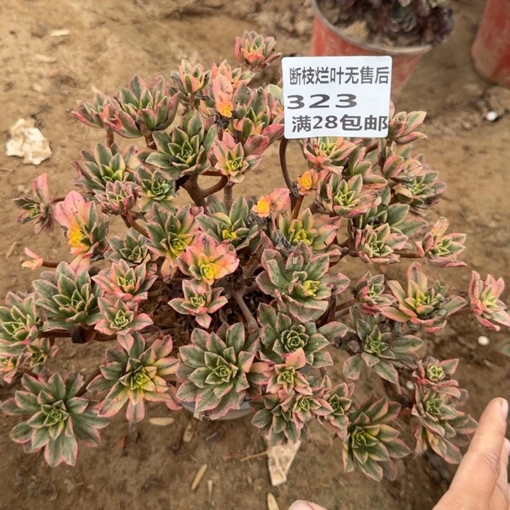 323二号棚甜茶多肉A