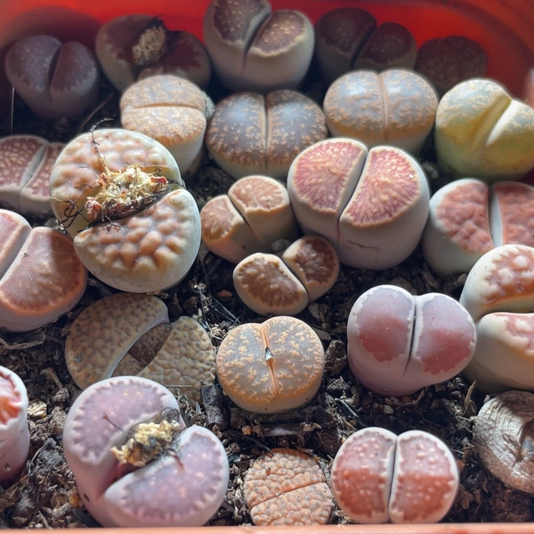 大盆特价一物一拍～58