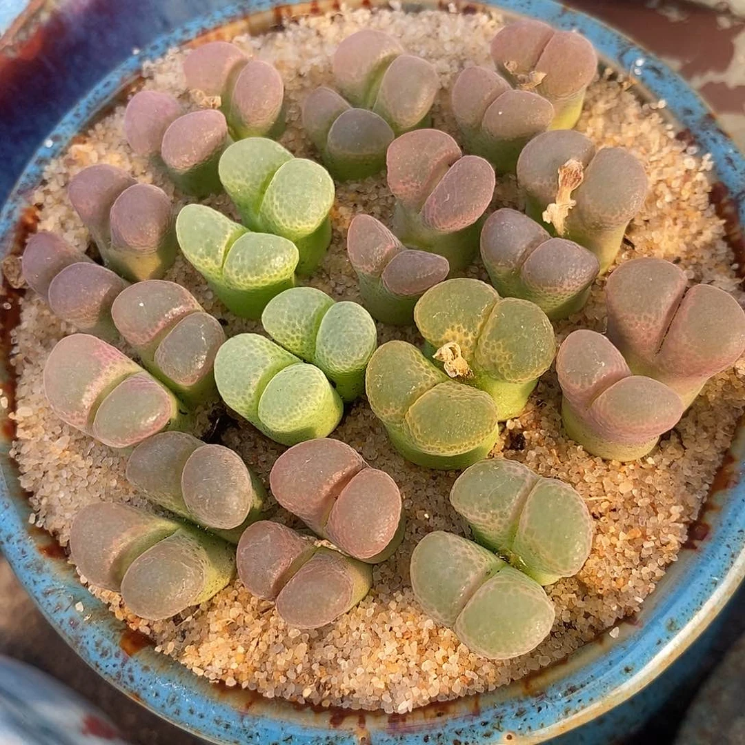 双头粉女一颗。