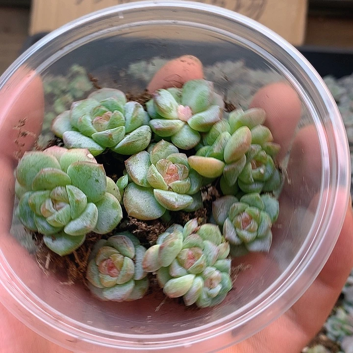 梦冰多肉植物多肉植物