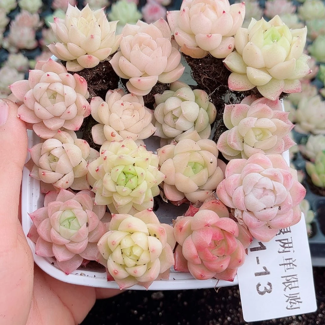 1-13 新疆西藏内蒙不发12.8包邮2-3公分多肉