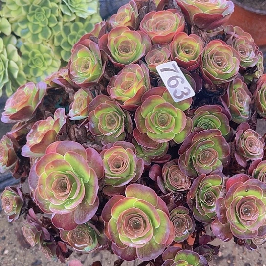 春***待多肉植物一个美金