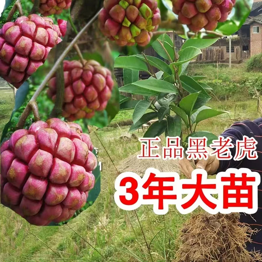 杨昌宏黑老虎巨峰葡萄苗布福娜裸根大苗3年明年挂果包邮实物葡萄