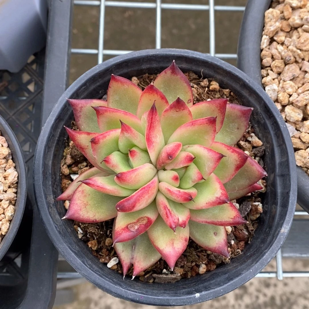 a*子黄凯亚B-25.2.7