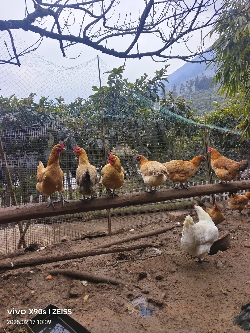 农家放养，土鸡蛋