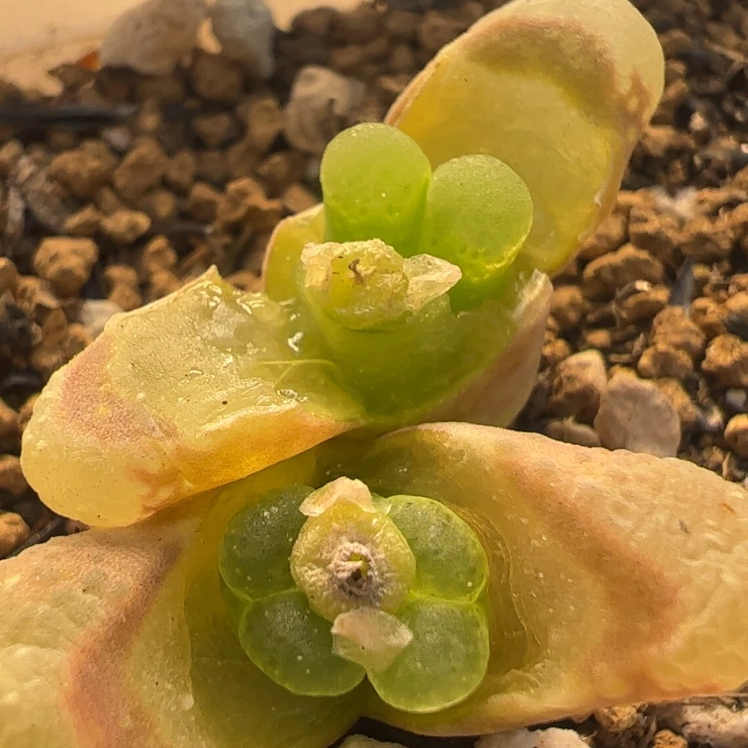 芭比母本多肉植物百科