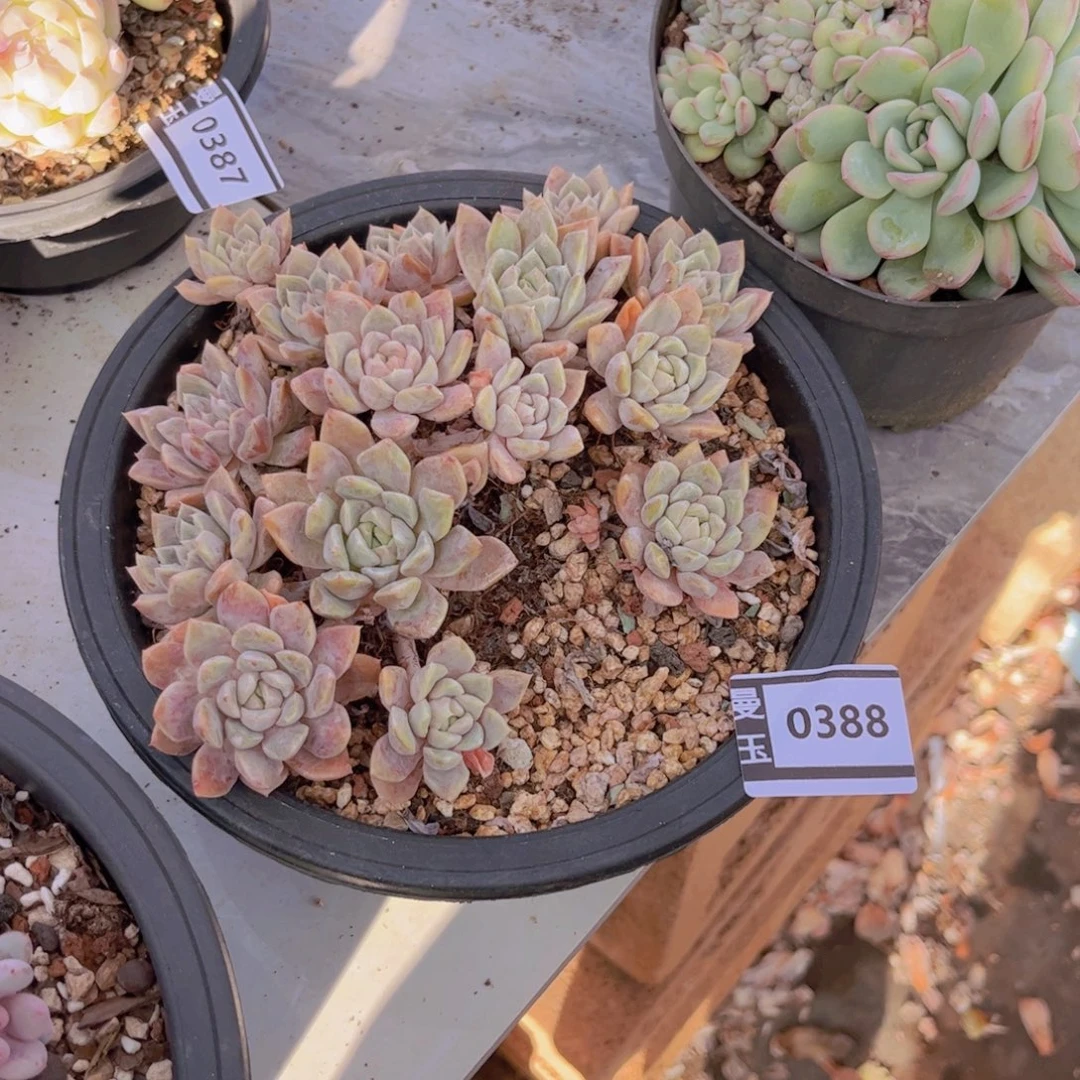 杂多肉植物哦0388