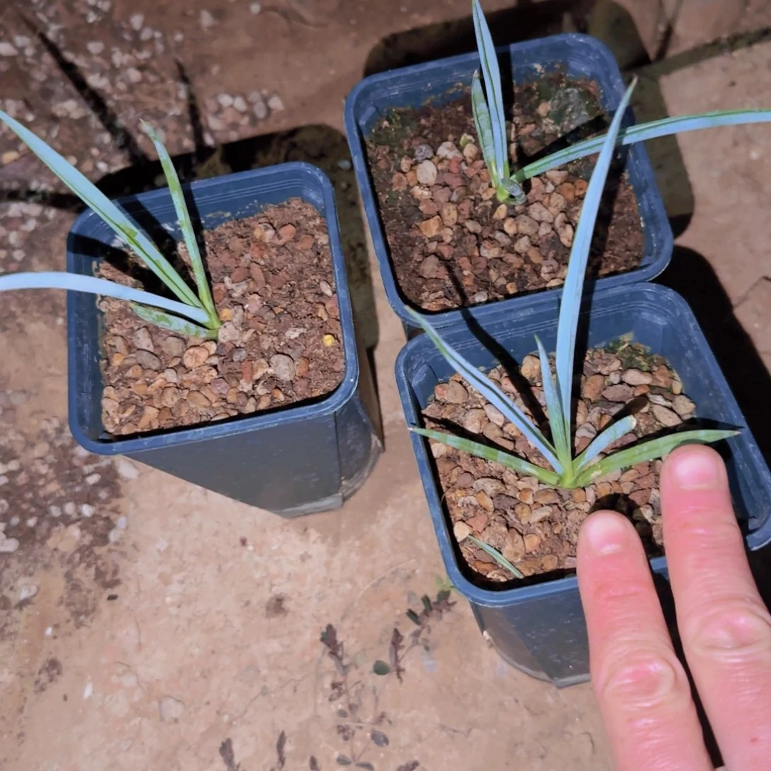 块根植物块根植物