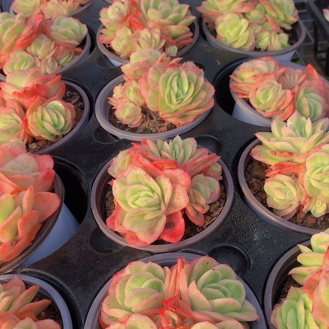 冰玫瑰锦356778899999000