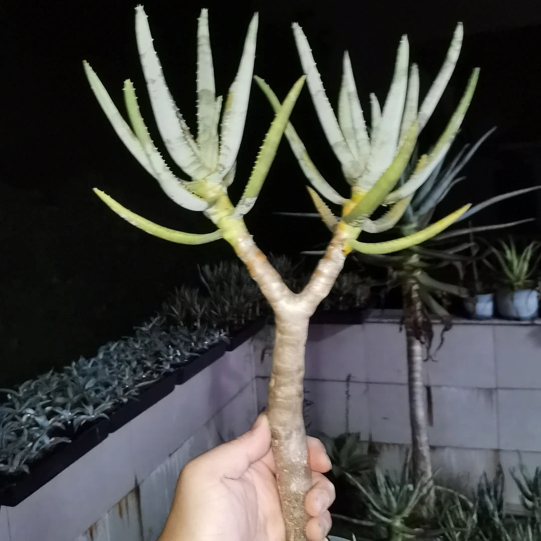 露养二歧芦荟绿植盆栽一物一拍03号原盆原土顺丰发货20250809