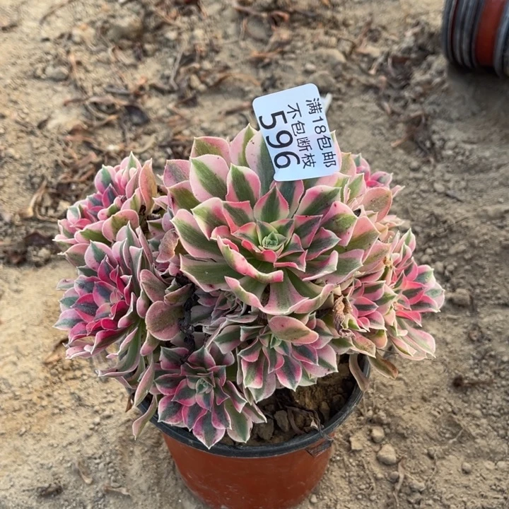 596粉女巫手捧2号棚