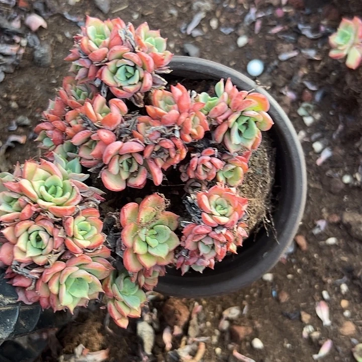 无花朵高贵老桩。