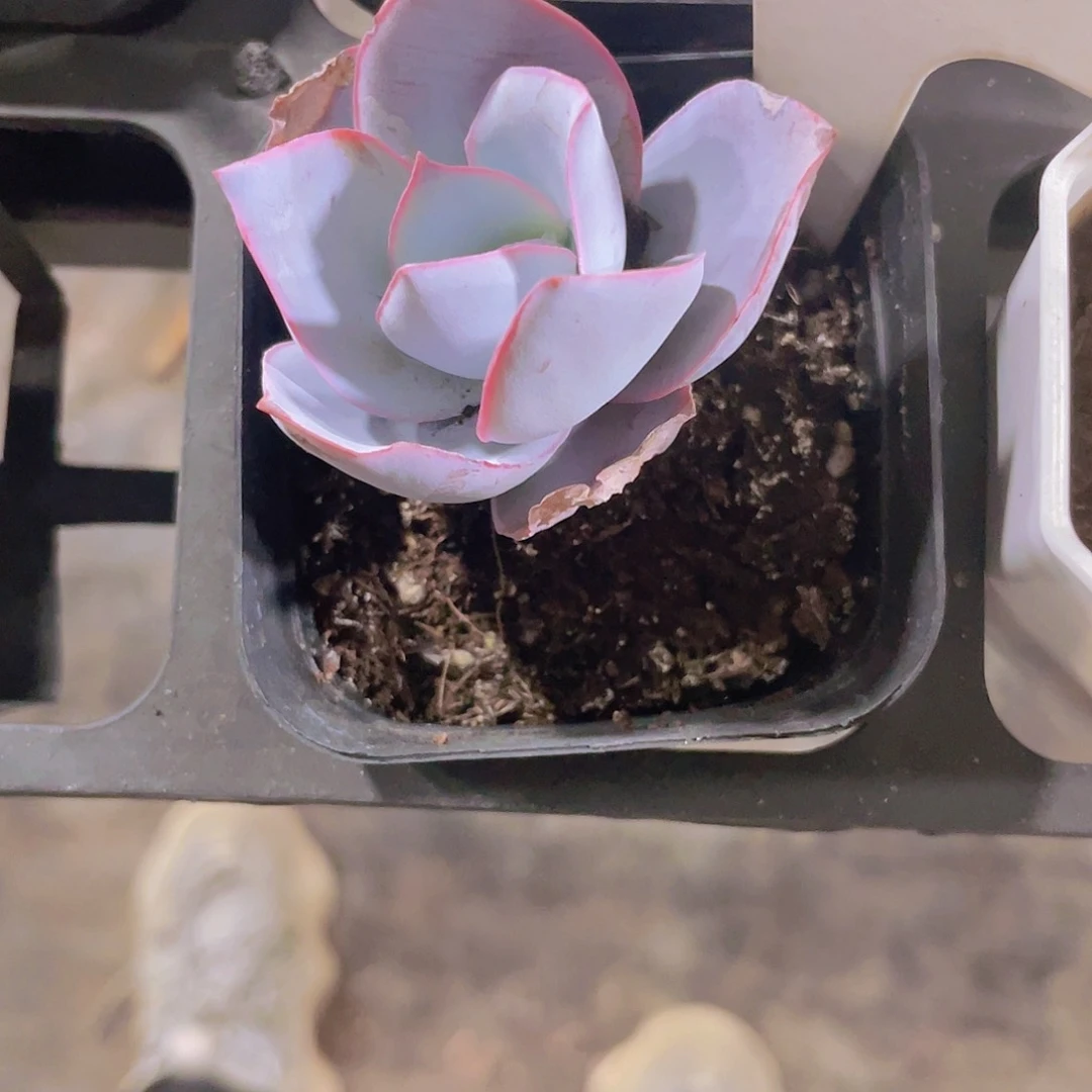 s****n广寒宫a042一物一拍