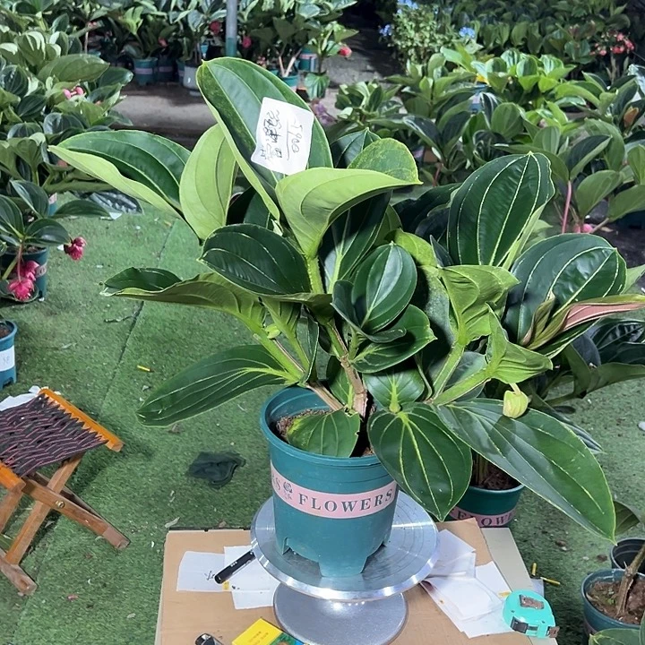 ****熙少量花朵（建议范围：2朵-5朵 或40%以下）