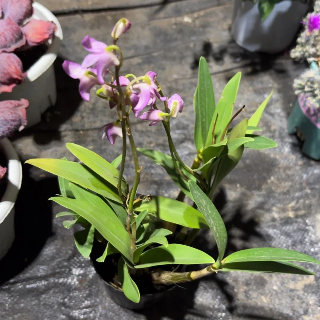 石斛！新疆包邮！！！！！