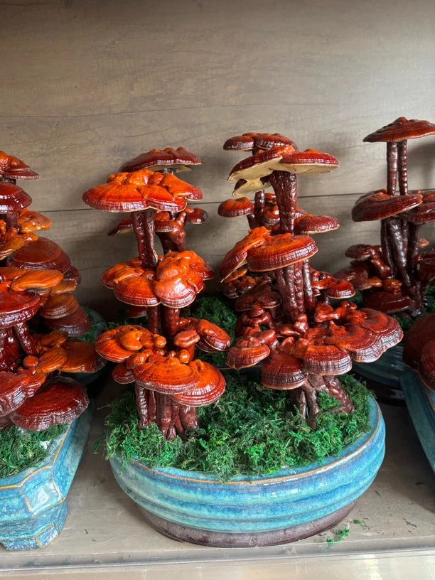 客厅庭院养殖大型灵芝盆栽