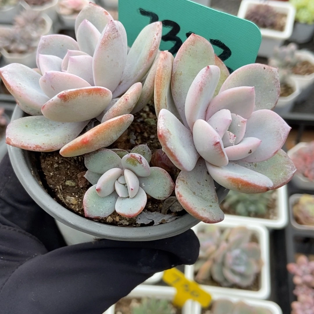 7322奶茶多肉植物多肉