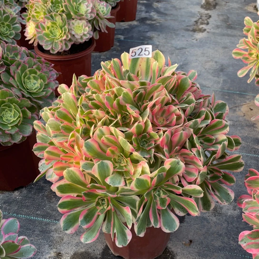 粉女郎老桩多肉植物