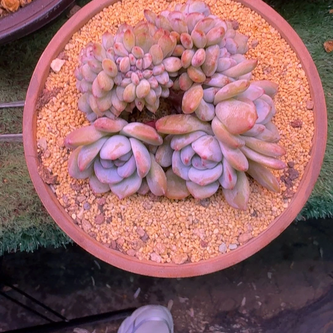 星影缀化无砍多肉