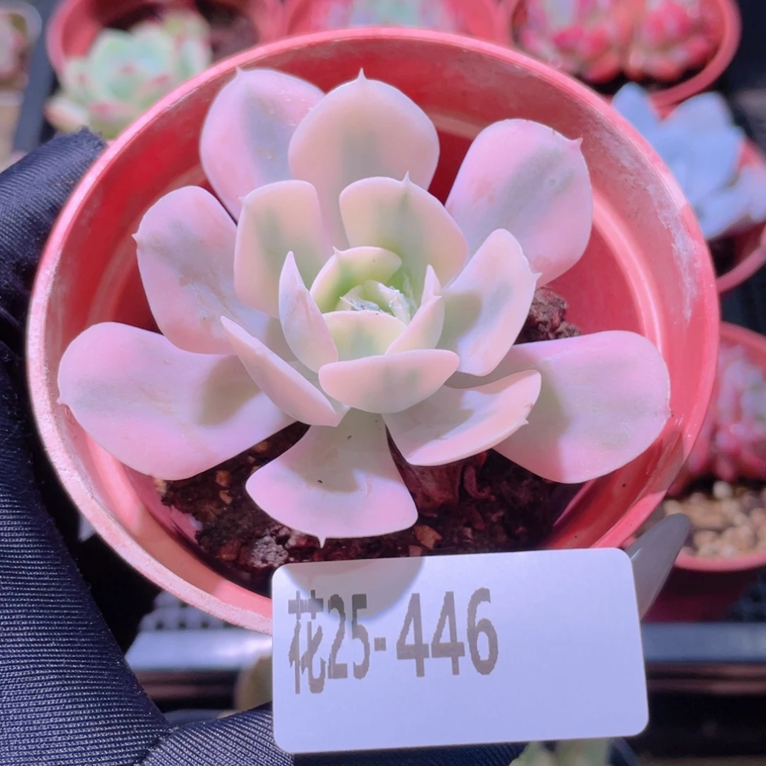 花利美25-446鲁氏锦