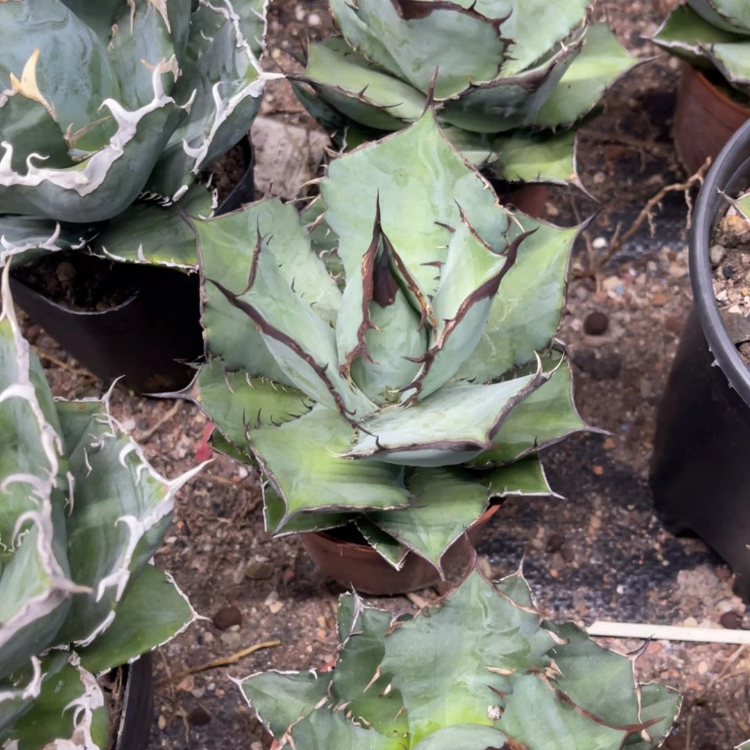 熊猫仁王冠系列龙舌兰