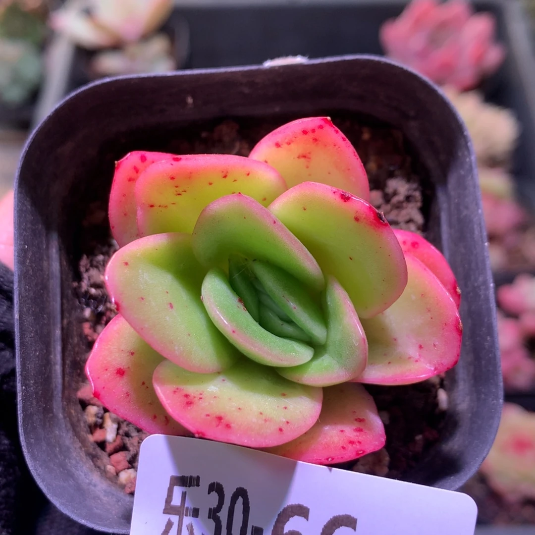 乐然30-66 冰玫瑰锦