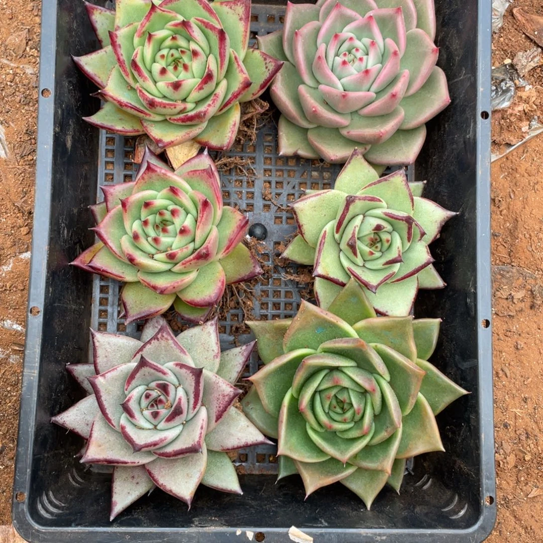 无花朵若如东云组拍E119