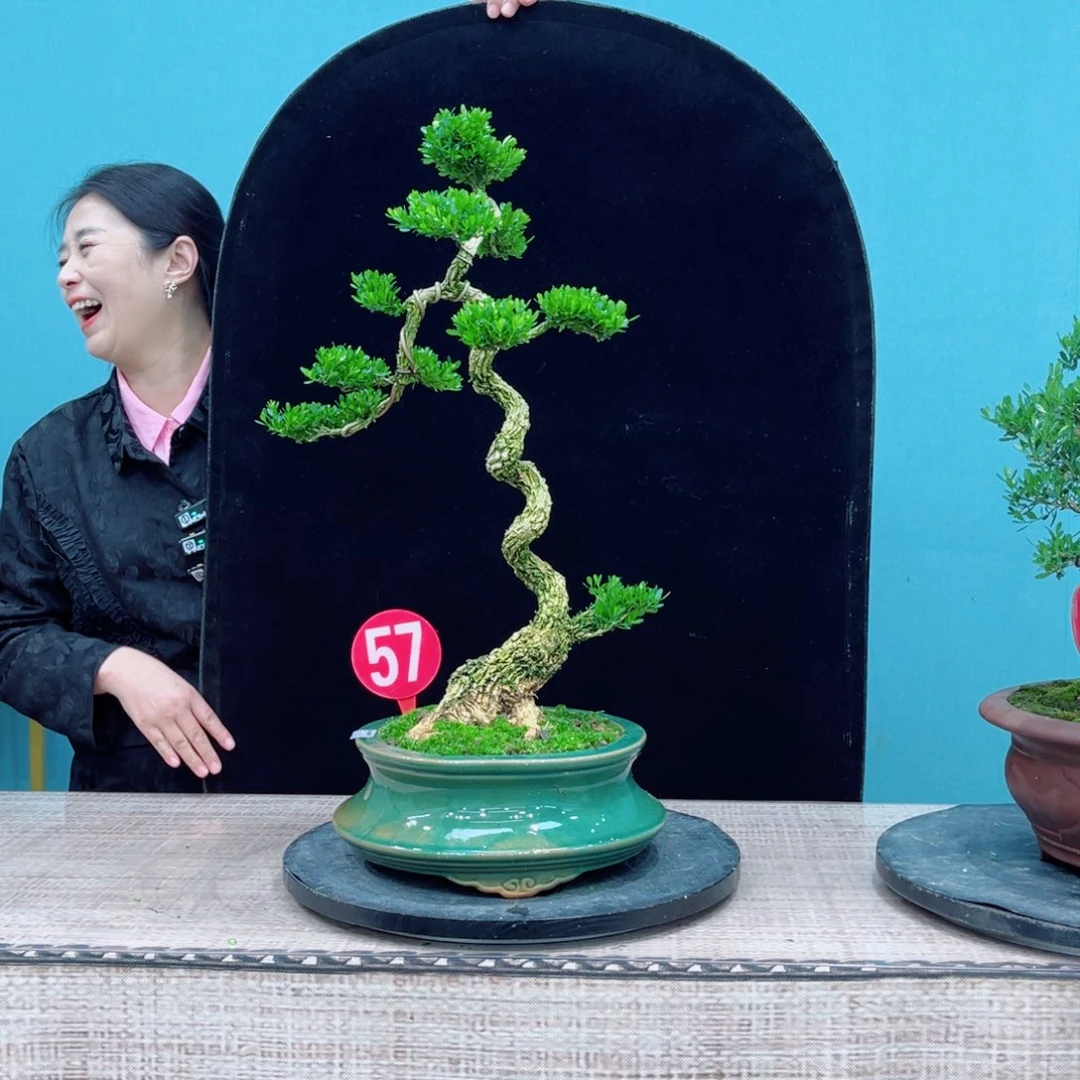 以实际为准精品雀舌黄杨盆景