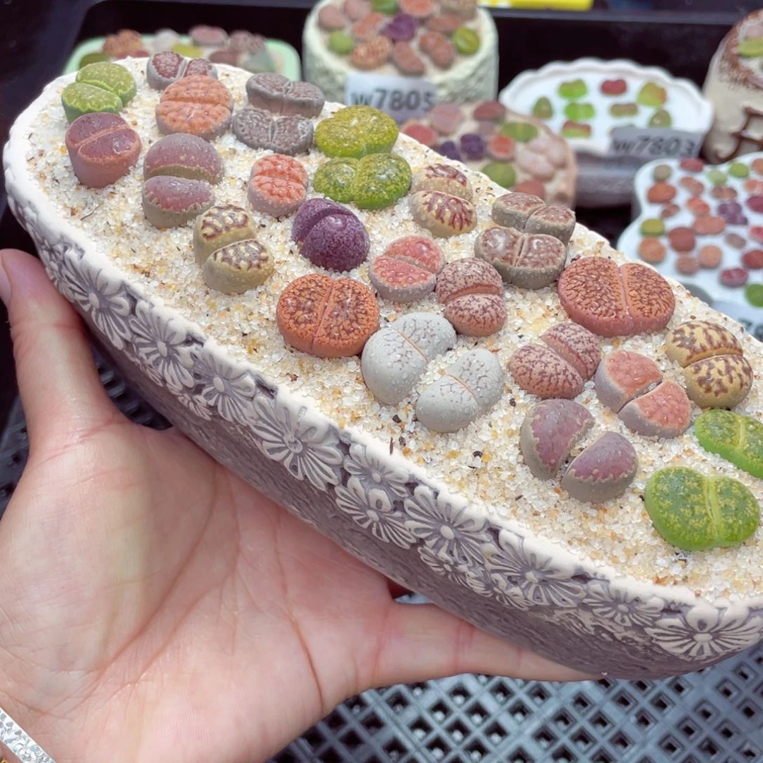 w7824 带盆土发货一物一拍