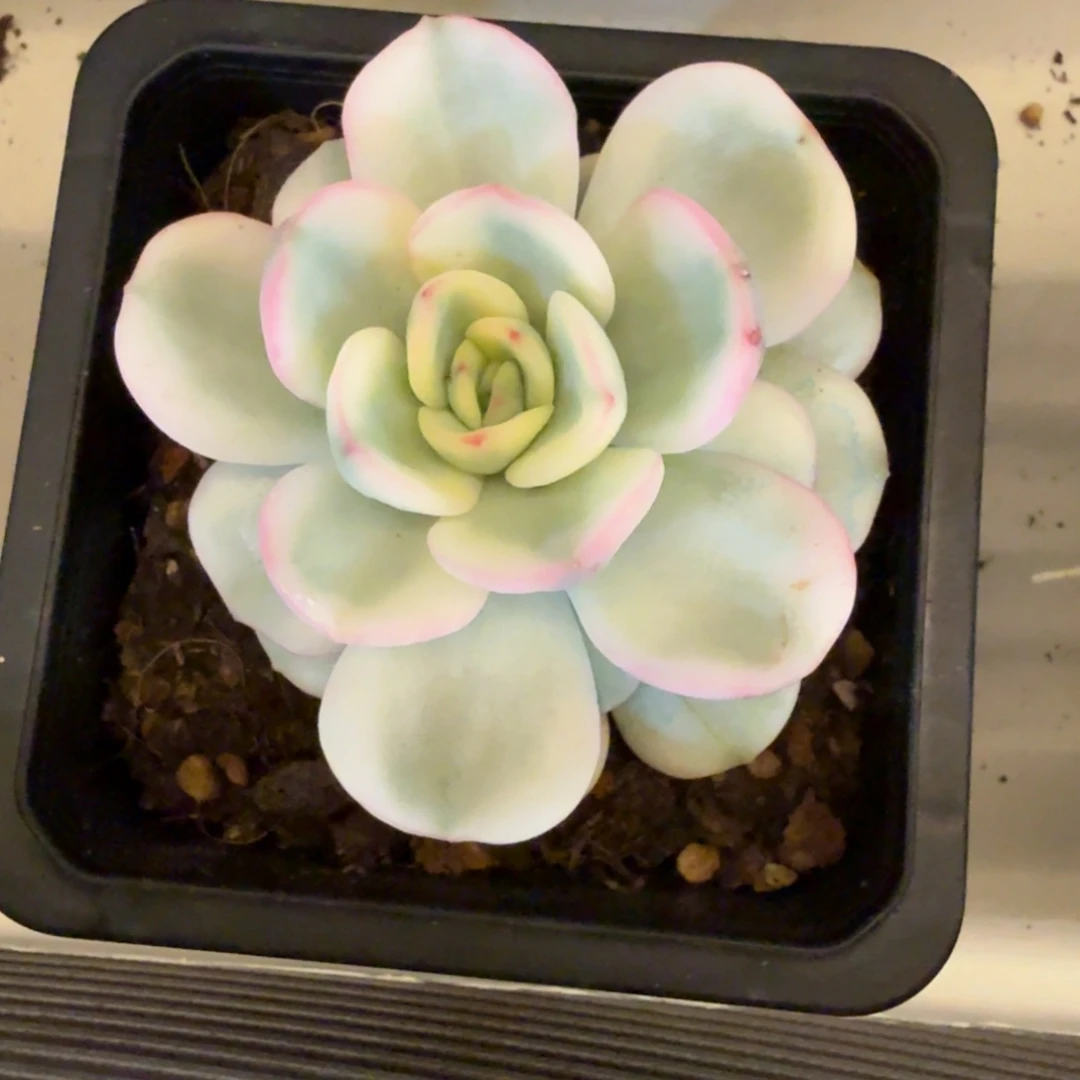 友谊 安吉园艺锦锦