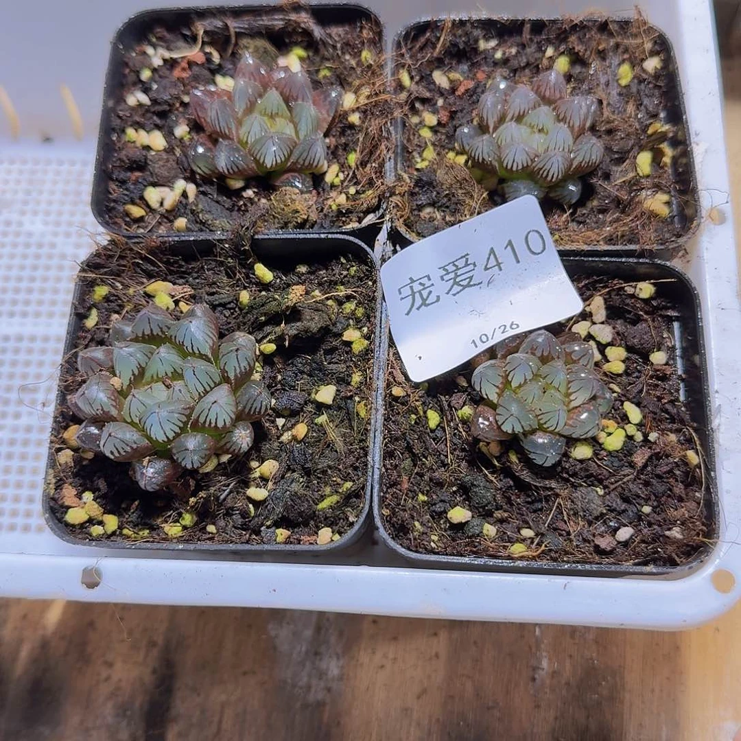 直播福利一物一拍410