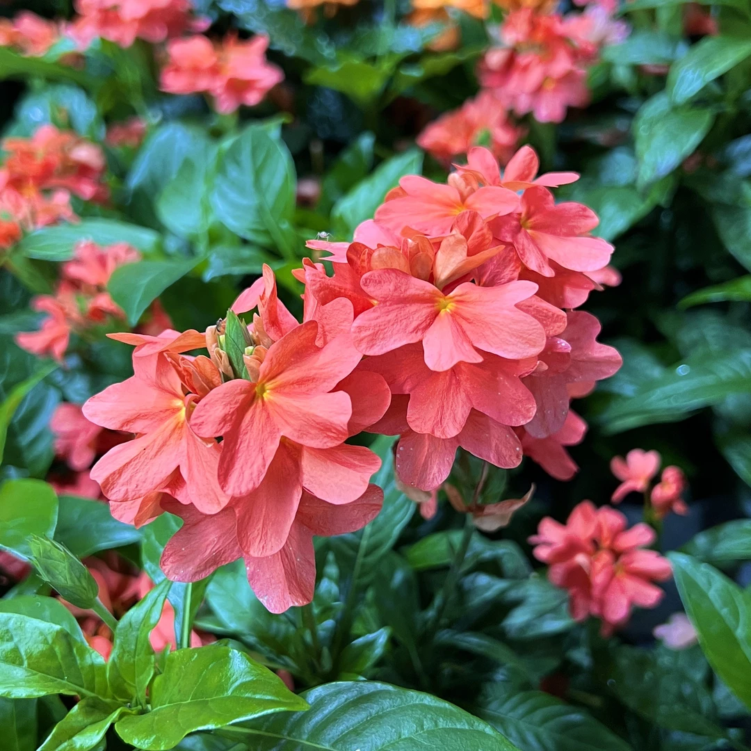鸟尾花【红色】盆栽花卉庭院阳台新手易养护爆花强