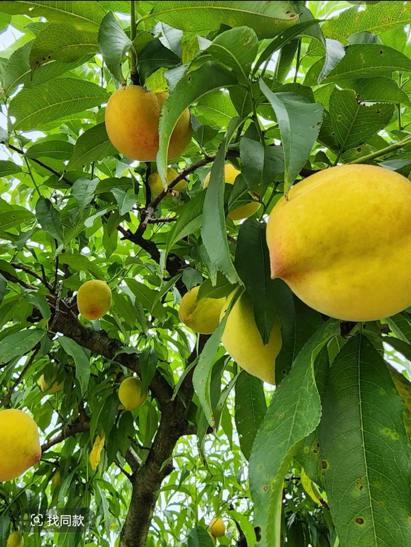 【宝姐助农】湖南黄桃 脱骨桃 鹰嘴桃 农家自种 现摘现发 自然成熟