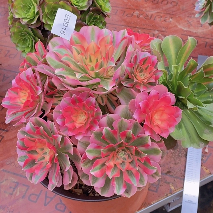 闪购法师1棵粉女巫0016法师