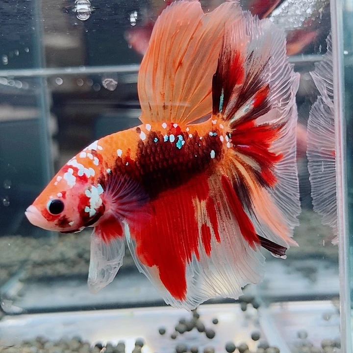 斗鱼黑133号巨斗半月