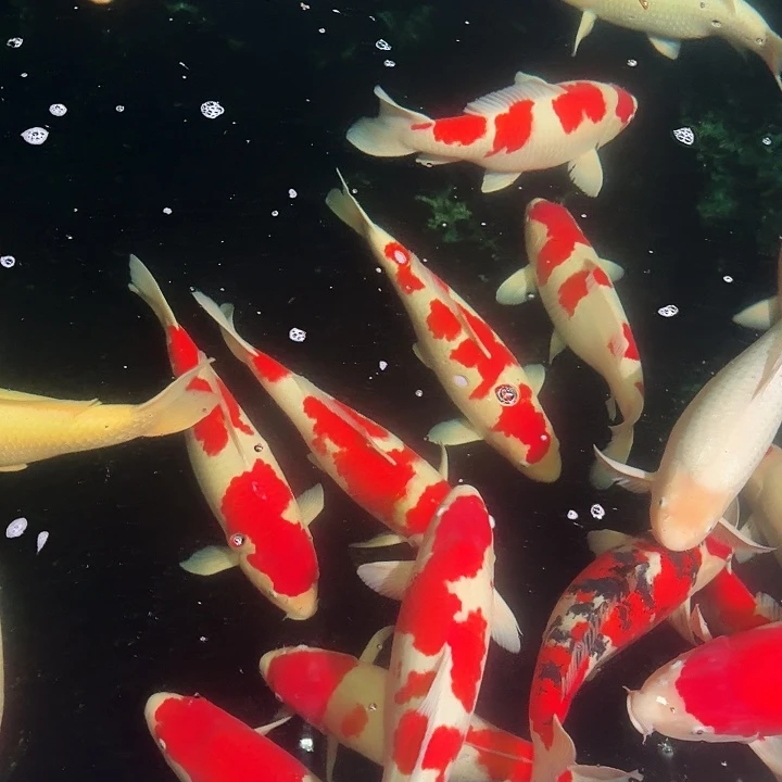 包池大日红虎红白