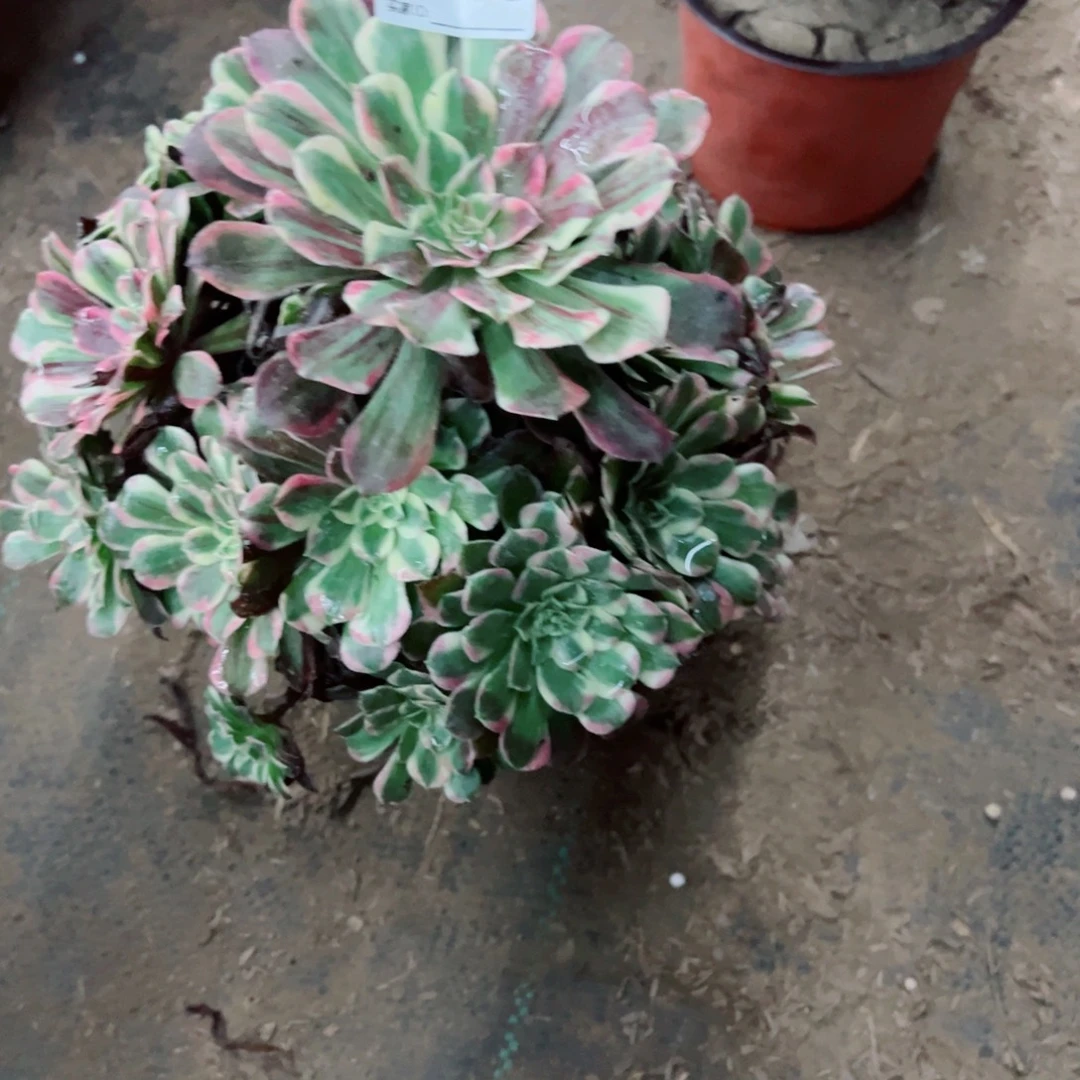 平***顺166同花顺多肉植物法师