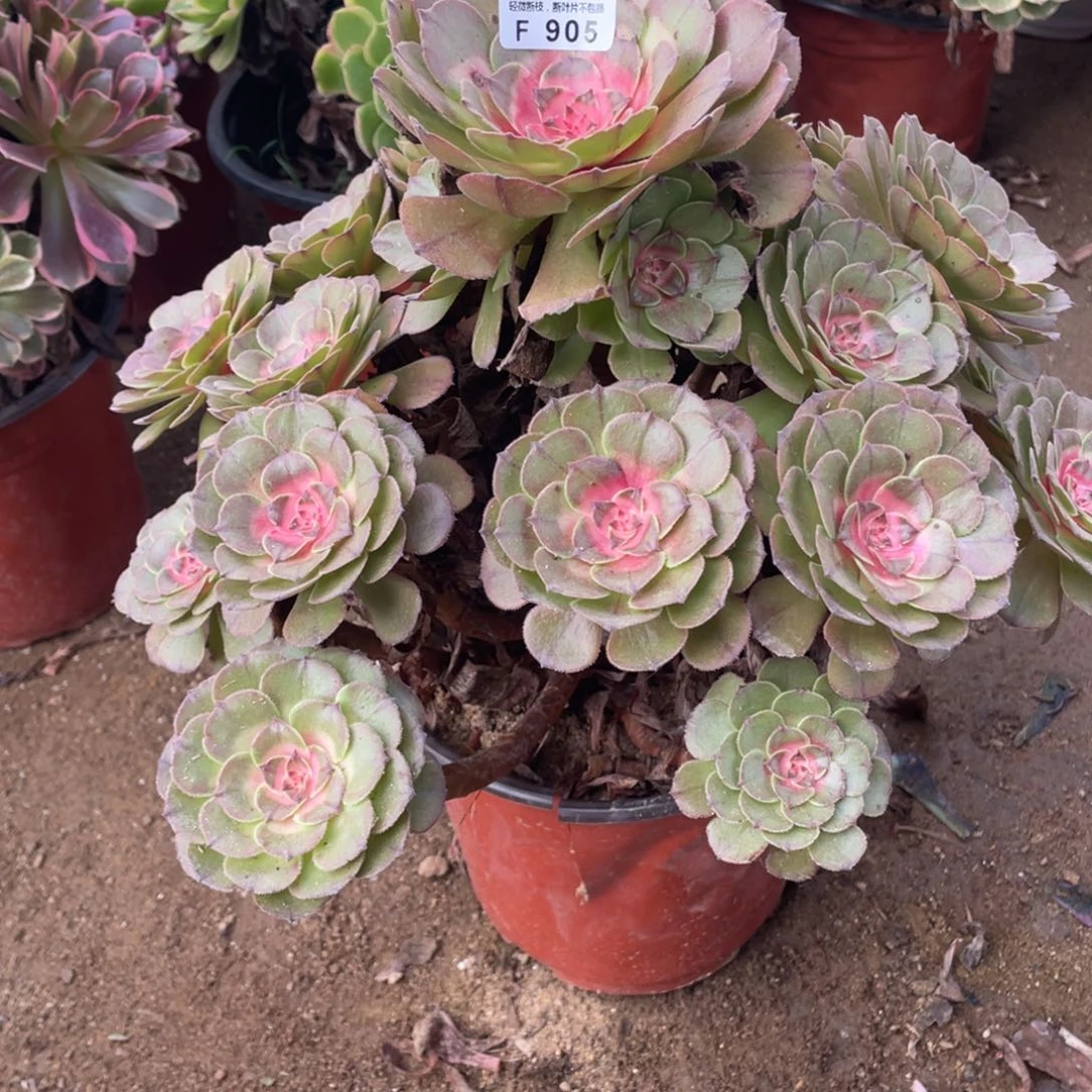 905红太阳多肉法师断枝不包