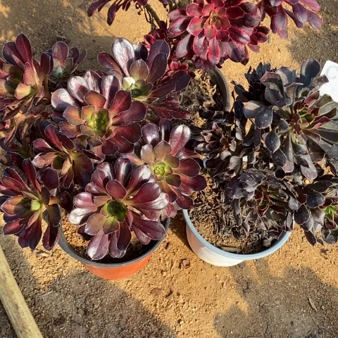 小*子911三颗法师断枝不包