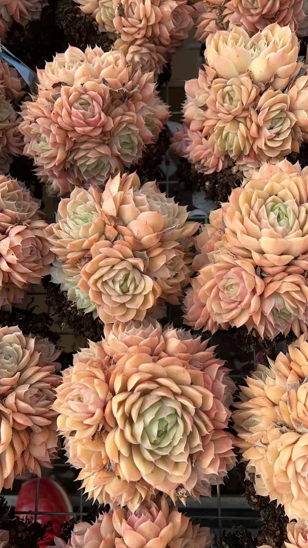 AA级控养昂斯洛群   多肉绿植