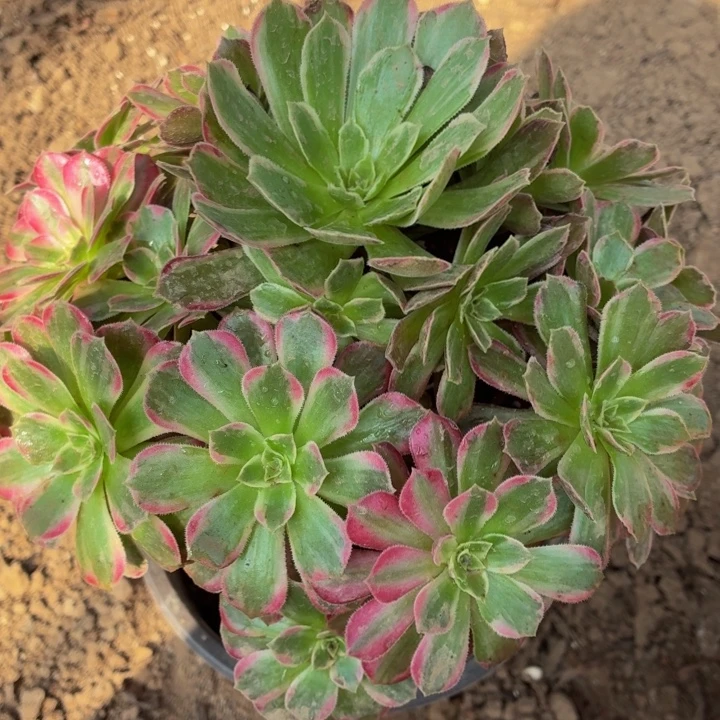 安娜一棵脱土发货