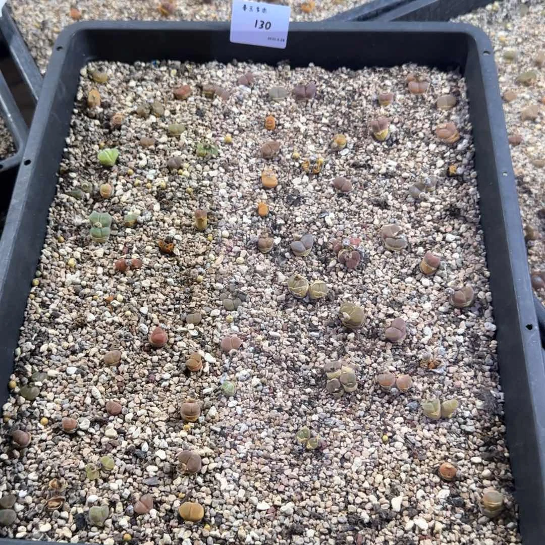 喵*崽多肉多肉多肉5.28-130