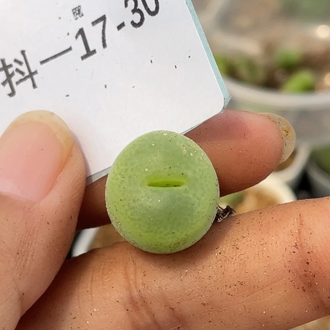 17-30翠光多肉植物