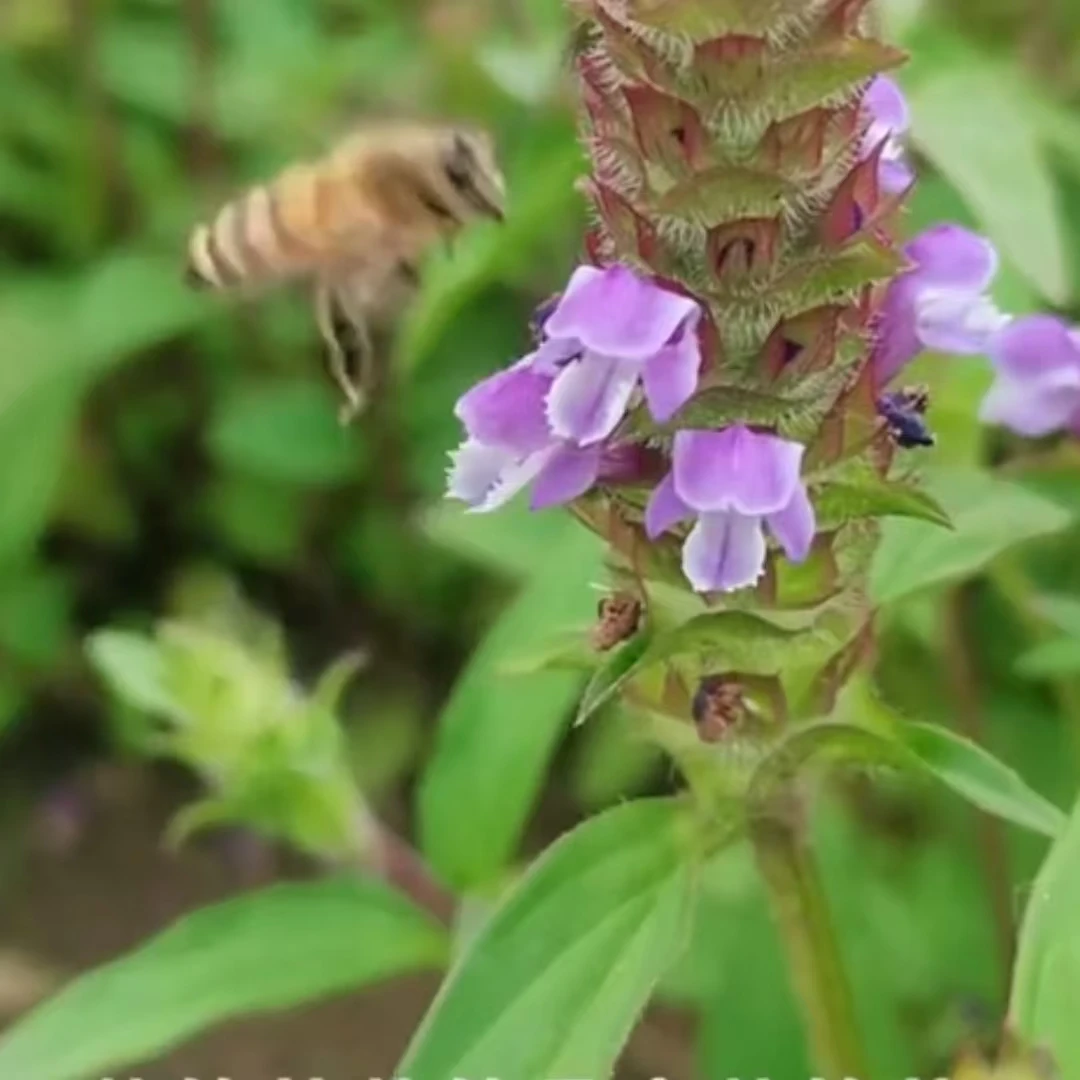 夏秙草（蜜源）养蜂人的蜜源植物中蜂蜜源培育蜜蜂养殖
