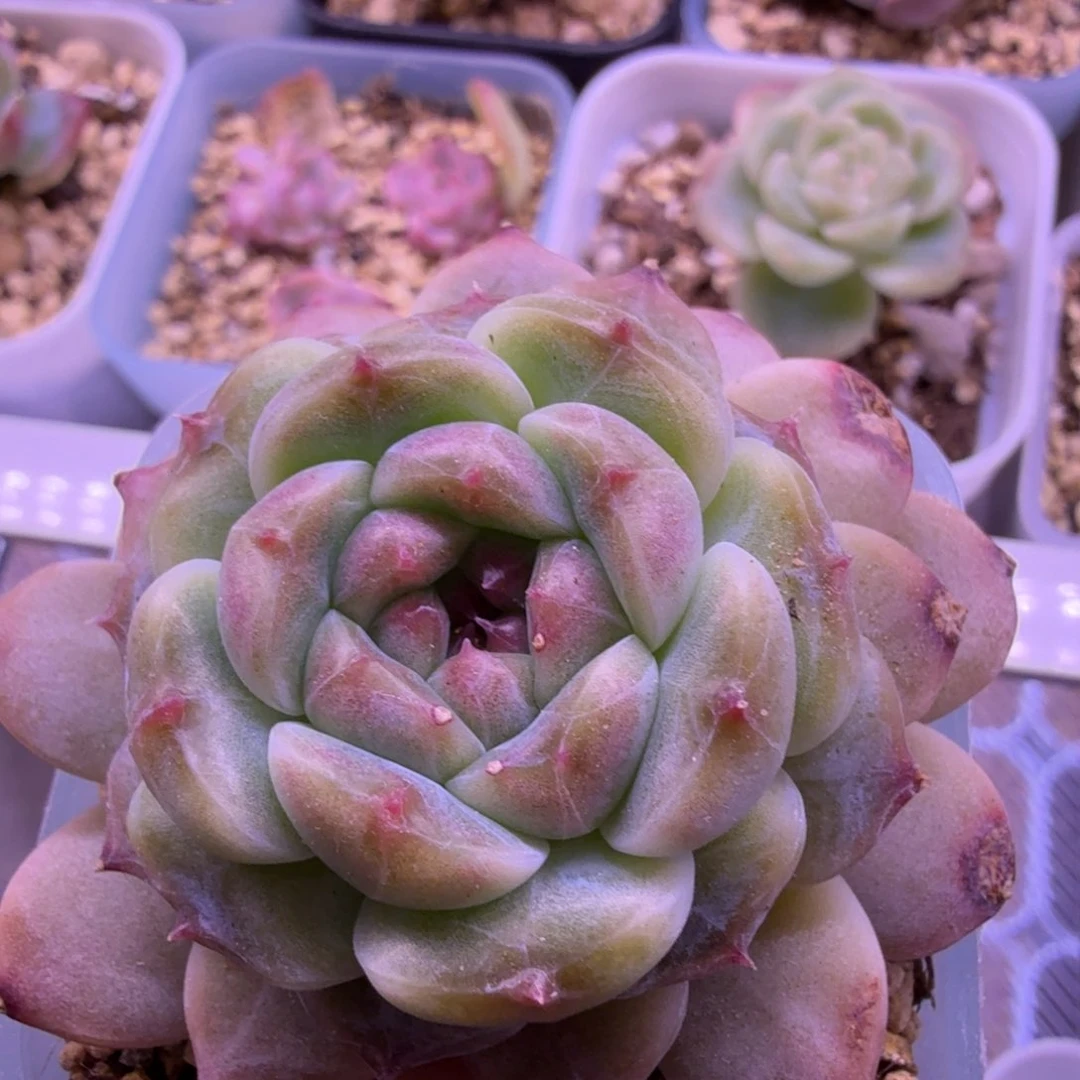 单头冰魄多肉植物一物一拍