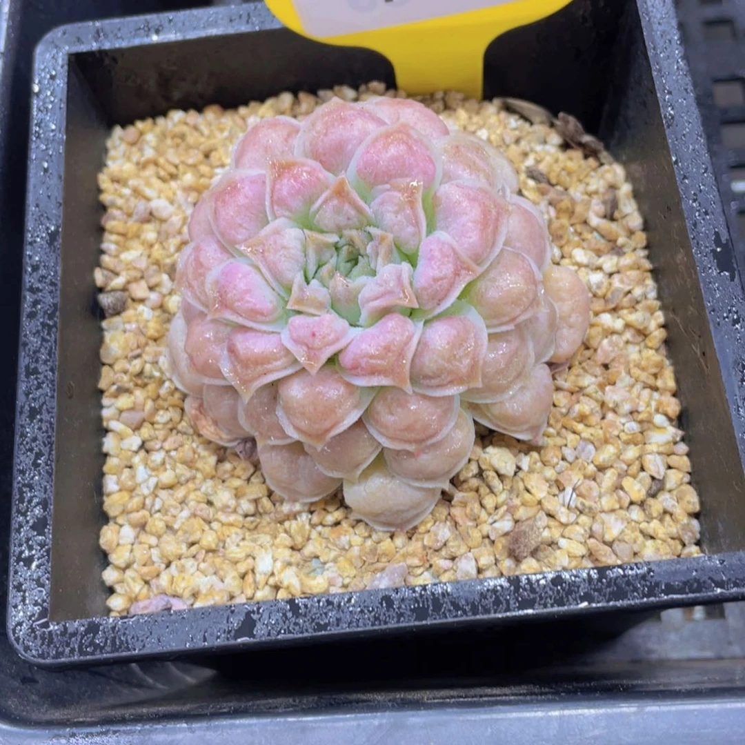 147号 墨西哥之泪单头