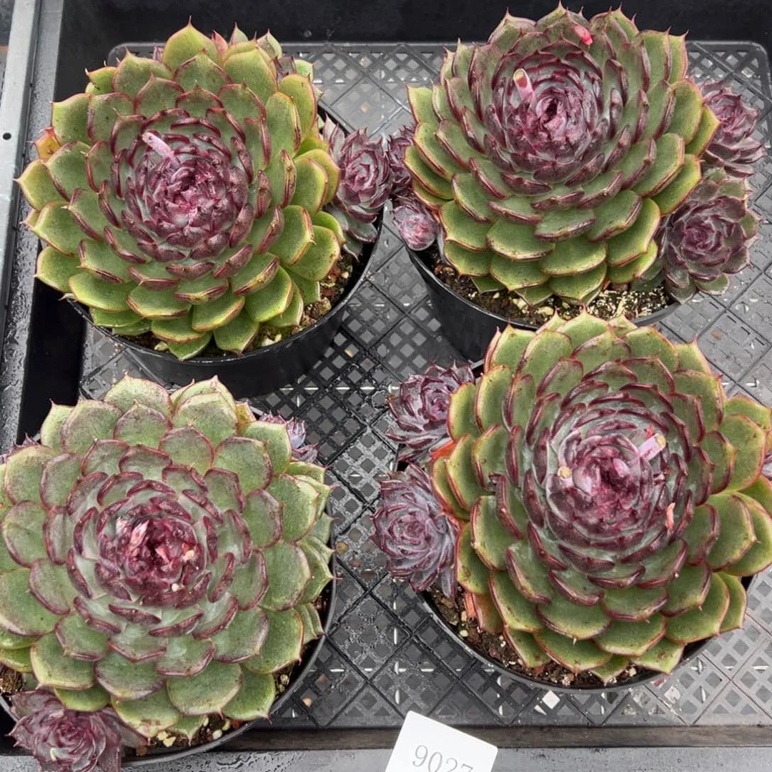 9027量肉肉肉肉肉肉肉肉